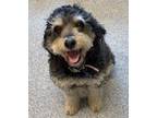 Adopt Bowie a Black - with Gray or Silver Poodle (Standard) / Mixed dog in