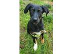 Adopt Journey a Black German Shepherd Dog / English Setter / Mixed dog in
