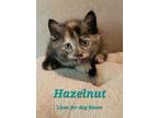 Adopt Hazelnut a Gray or Blue Domestic Shorthair / Domestic Shorthair / Mixed