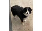 Adopt Winnie a Black - with White Australian Cattle Dog / Mixed dog in