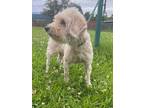 Adopt Bienvenue a White Poodle (Toy or Tea Cup) / Mixed dog in Violet