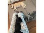 Adopt Elvis - LOVES DOGS! a All Black Domestic Shorthair (short coat) cat in