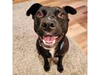 Adopt Magaly a Black Terrier (Unknown Type, Medium) / Labrador Retriever / Mixed