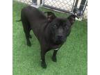 Adopt Zina a Black Pit Bull Terrier / Mixed dog in Chatham, VA (34776730)