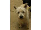 Adopt PEACH COBBLER a White Westie, West Highland White Terrier / Mixed dog in