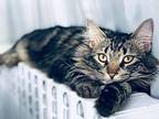 Adopt Roe a Gray, Blue or Silver Tabby Maine Coon / Mixed (long coat) cat in
