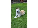 Adopt Melvin (Vinny the goof) a Tan/Yellow/Fawn - with White German Shepherd Dog