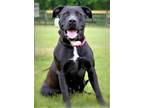 Adopt MOMMA ROSE a Black Labrador Retriever / Mixed dog in Franklin