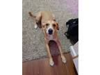 Adopt Brutus a Tan/Yellow/Fawn Labrador Retriever / Mixed dog in Midwest City
