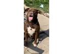 Adopt Alphonso a Brown/Chocolate - with White American Pit Bull Terrier /