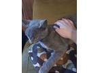 Adopt Ash a Gray or Blue Russian Blue / Mixed (short coat) cat in Gaffney
