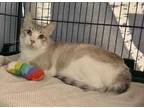Adopt Moon a White Siamese / Domestic Shorthair / Mixed cat in Gloucester
