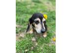 Adopt Piper Peebles a Beagle / Mixed dog in Barrington, RI (34776556)