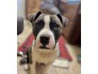 Adopt Lotto-LOCAL a Pit Bull Terrier / Mixed dog in Barrington, RI (34776555)