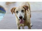 Adopt Dakota a Tan/Yellow/Fawn - with White Labrador Retriever / Mixed dog in