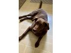 Adopt Gunner a Brown/Chocolate Labrador Retriever / Mixed dog in Charleston