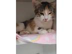Adopt Jiryia a White Domestic Shorthair / Domestic Shorthair / Mixed cat in