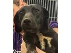Adopt Aetna - Mobile Adoption Unit a Black Labrador Retriever / Mixed dog in E.