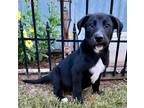 Adopt Howdy Lonestar a Labrador Retriever / Mixed dog in Rockaway, NJ (34774028)