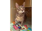 Adopt Chungus a Gray, Blue or Silver Tabby Domestic Shorthair (short coat) cat