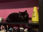 Adopt Ace a All Black Domestic Mediumhair / Mixed (medium coat) cat in