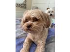 Adopt Chewy a Brown/Chocolate - with Tan Shih Tzu / Poodle (Miniature) / Mixed