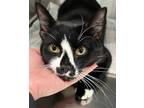 Adopt Ramsay a Black & White or Tuxedo Domestic Shorthair (short coat) cat in