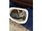 Adopt Maggie & Tilly a Brown Tabby Domestic Shorthair / Mixed (short coat) cat