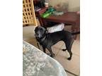 Adopt Brightie a Black Labrador Retriever / Mixed dog in Davenport