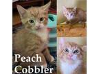 Adopt Peach Cobbler a Orange or Red Domestic Shorthair / Domestic Shorthair /