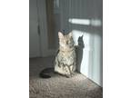 Adopt Treasure a Brown Tabby Domestic Shorthair / Mixed (short coat) cat in