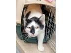 Adopt Boog a White Domestic Shorthair / Domestic Shorthair / Mixed cat in