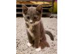 Adopt Cinder a Domestic Shorthair / Mixed (short coat) cat in Crocker
