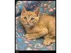 Adopt Jerry a Domestic Shorthair / Mixed (short coat) cat in Chino Valley