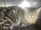 Adopt Mera a Domestic Shorthair / Mixed (short coat) cat in Rockport