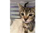 Adopt Wizard a Brown Tabby Domestic Shorthair / Mixed cat in Anoka