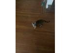 Adopt Unknown A Gray Or Blue Cymric / Mixed (medium Coat) Cat In Philadelphia