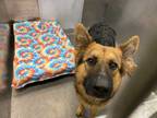 Adopt A1148640 a Brown/Chocolate - with Black German Shepherd Dog / Mixed dog in