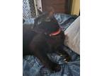 Adopt Stevie a Black (Mostly) Domestic Shorthair / Mixed (short coat) cat in