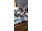 Adopt Oriin a Tan or Fawn Tabby American Shorthair / Mixed (short coat) cat in