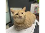 Adopt Hobbs a Domestic Shorthair cat in Roanoke, VA (34775711)