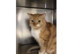 Adopt Fry a Domestic Mediumhair cat in Roanoke, VA (34775670)