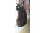 Adopt Maya a Black (Mostly) Bombay / Mixed (medium coat) cat in Norfolk