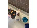 Adopt WYATT a Tan/Yellow/Fawn - with White American Pit Bull Terrier / Mixed dog