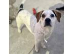 Adopt Lucy a Beagle dog in Roanoke, VA (34775689)