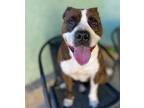 Adopt Queenie a American Pit Bull Terrier dog in Roanoke, VA (34775678)