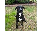 Adopt Fortune X1215 a Black Labrador Retriever / Border Collie / Mixed dog in