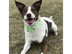 Adopt Cinnamon a White - with Tan, Yellow or Fawn Blue Heeler / Rat Terrier /