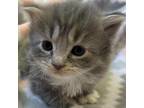 Adopt Lily a Gray or Blue Domestic Shorthair / Mixed cat in Lynchburg