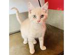 Adopt Button a Tan or Fawn Tabby Domestic Shorthair / Mixed cat in Green Bay